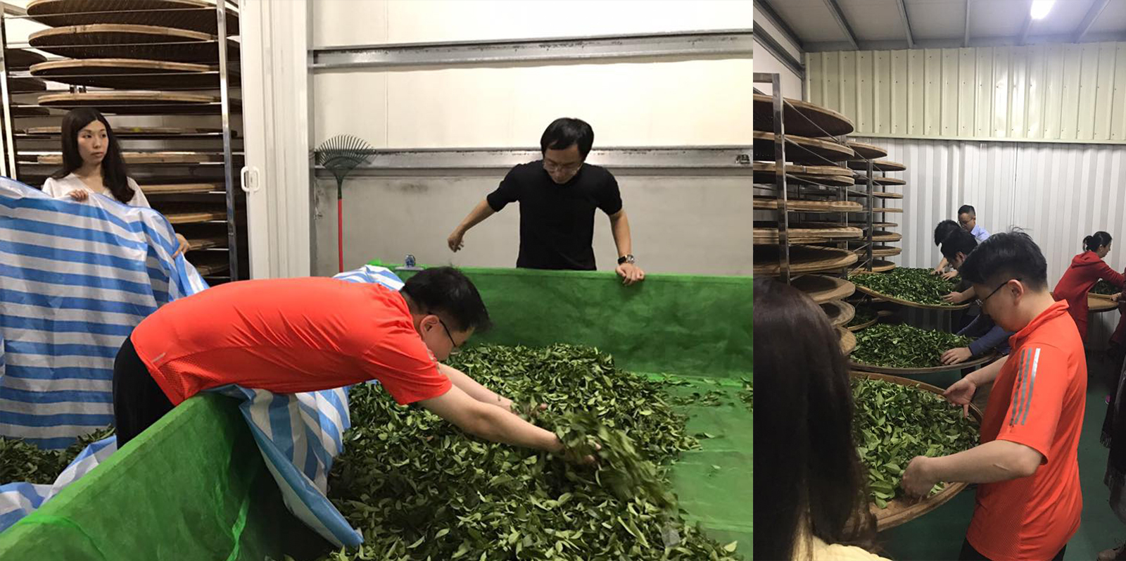木+木 茶文化遊學團 由中午做茶到通宵